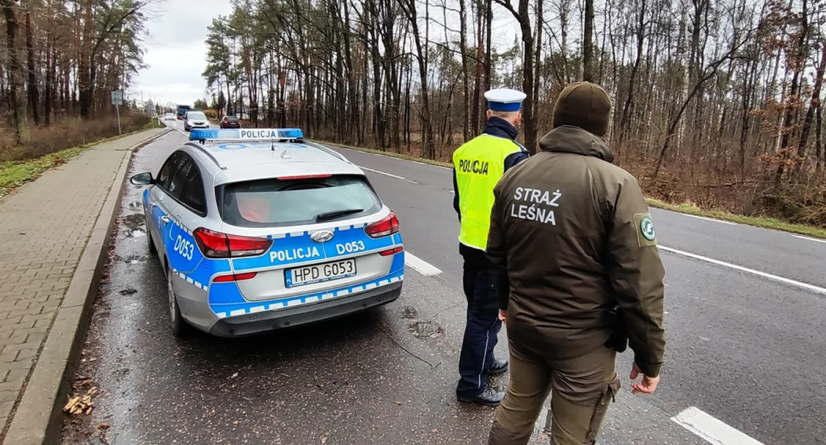 Służby w akcji, Mundurowi walczą kradzieżami choinek - zdjęcie, fotografia
